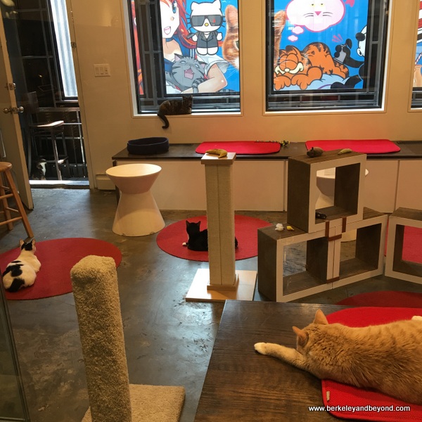 Travels With Carole NYC Koneko cat cafe; restaurant review