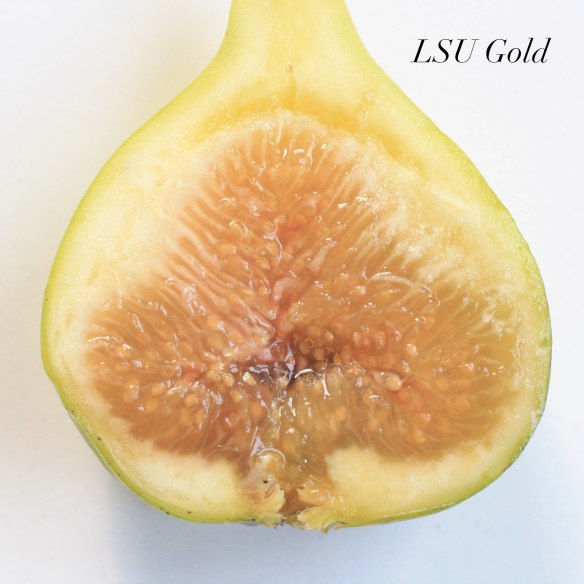 LSU Gold Fig - Var Tin