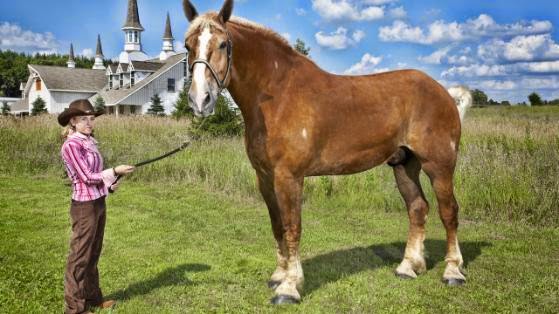 Größtes Pferd der Welt Guinness Rekord Tierchenwelt