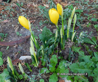 Sternbergia lutea rose erbe officinali aromatiche confettura tisane sali aromatici ed altro alla fattoria didattica dell ortica a Savigno Valsamoggia Bologna in Appennino vicino Zocca