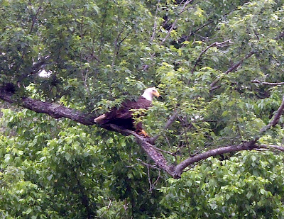 Bald Eagle Buffalo River National Park Arkansas Gilbert Bird