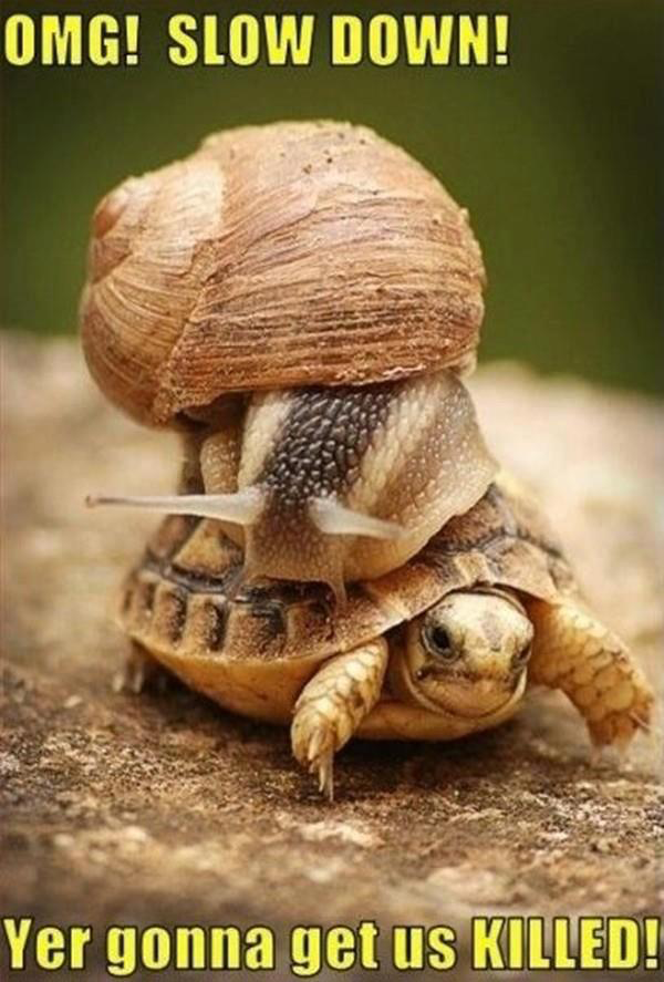 funny animal memes (part 2) funny animal memes 2 1 09 1 3 4 6 7 8 9 3 2 1 4 3 2 funny animal memes (part 2),Cute Have A Good Day Memes