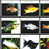 List Of Freshwater Aquarium Fish Species - Popular Aquarium Fish