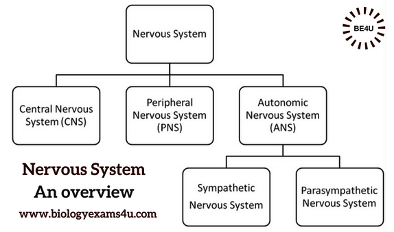 what are the major functions of the nervous system