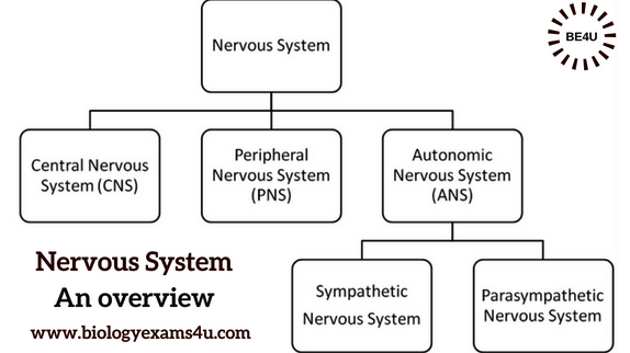 5 Major Functions of Nervous System