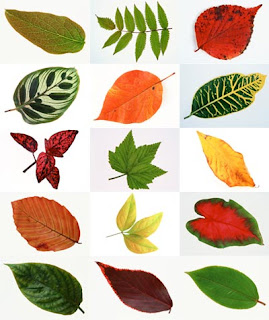 Листья на белом фоне, листва, листья в макро фото
