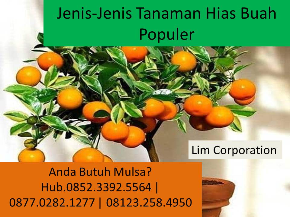 Jenis Jenis Tanaman Hias Buah Yang Sedang Populer Jual
