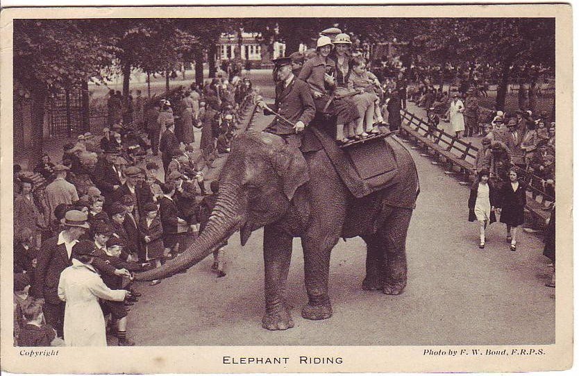 Elephant Ride at the London Zoo