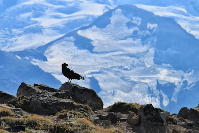 Burroughs Mountain Raven
