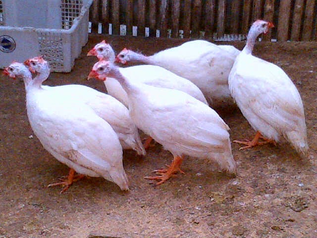 jual ayam mutiara putih
