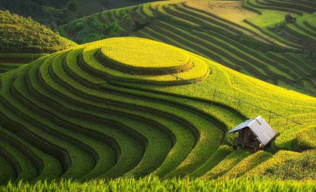 sawah kuning Fotografi Landscape dengan tema Sawah Tropis di Katulistiwa