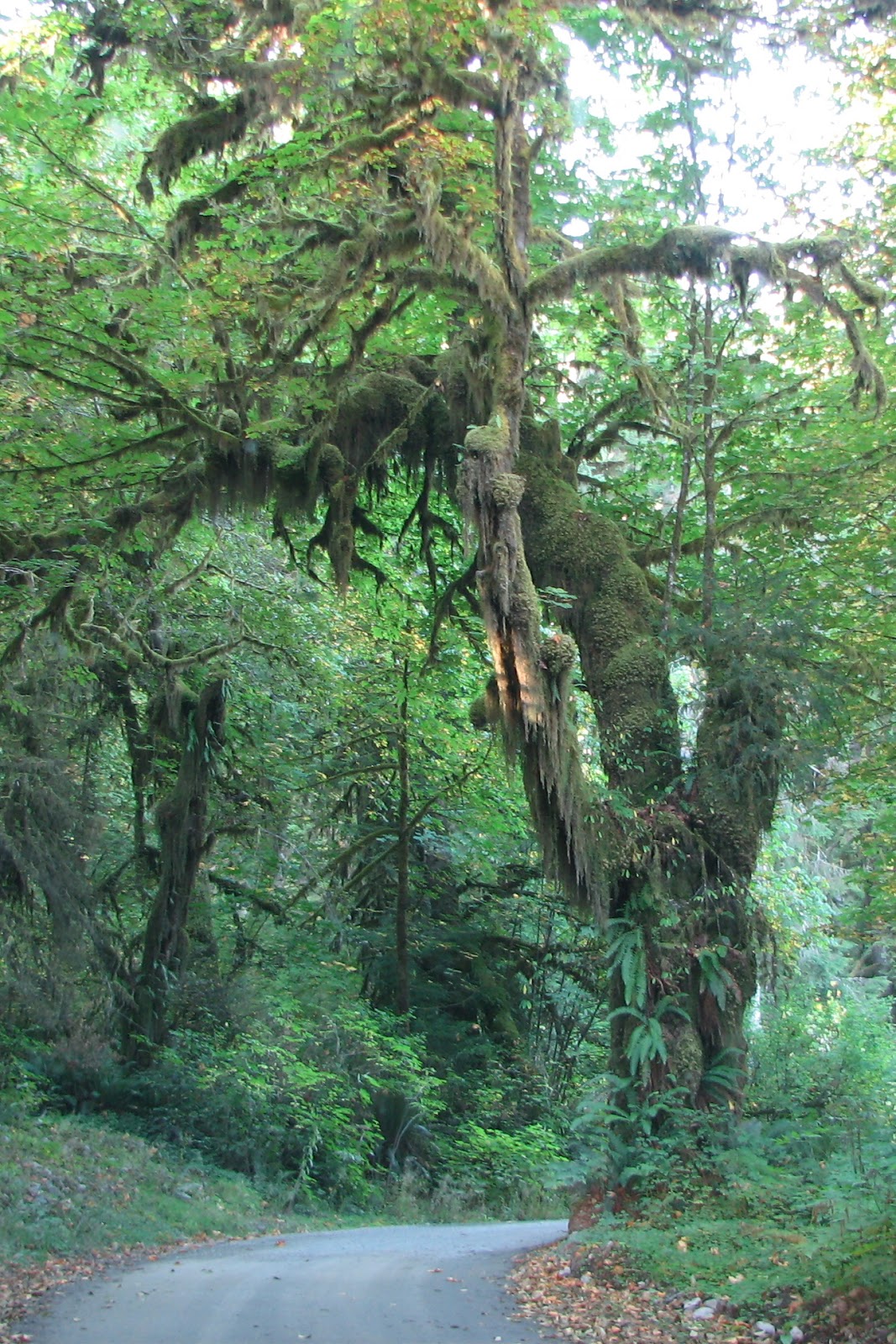 Where The Wind Takes Us... One Doggie Field After Another N. Fork