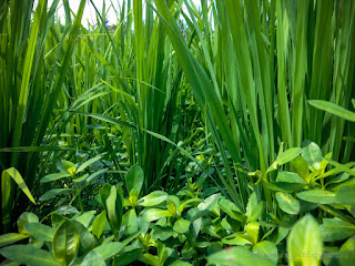 Green Paddy Plants Filled With Weeds At The Rice Field