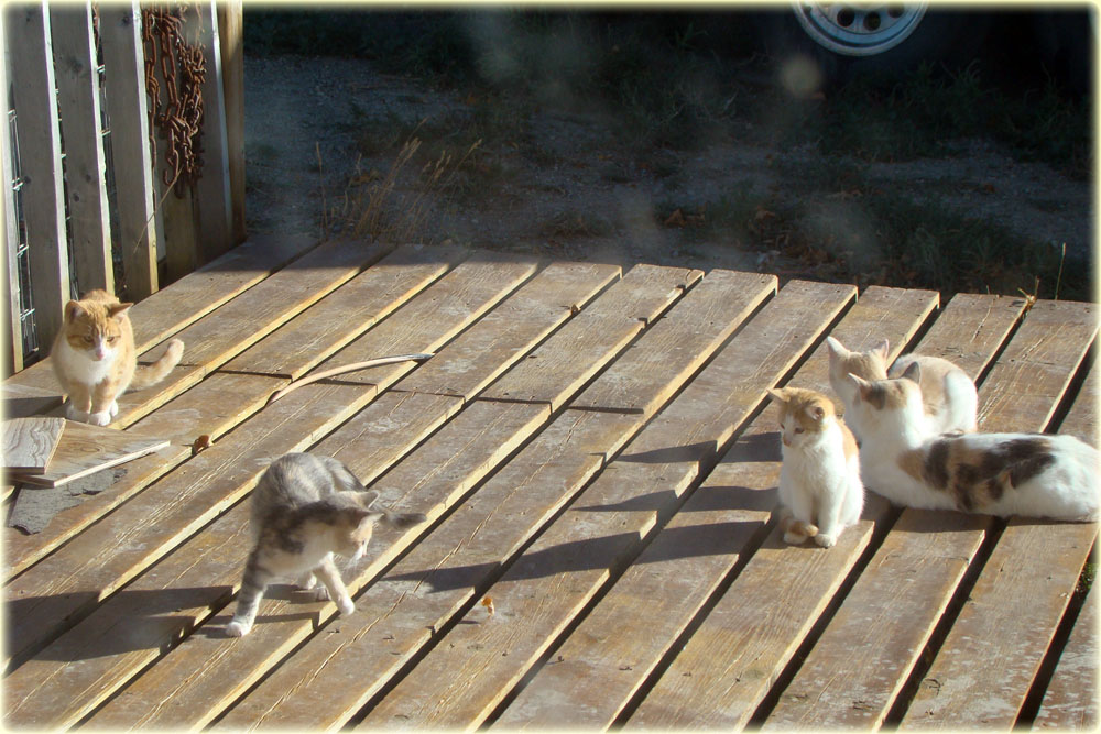 AltaPete Farm Tails The Barn Cats