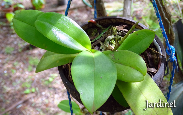 Cultivo de orquídeas na casca do coco - Jardinet