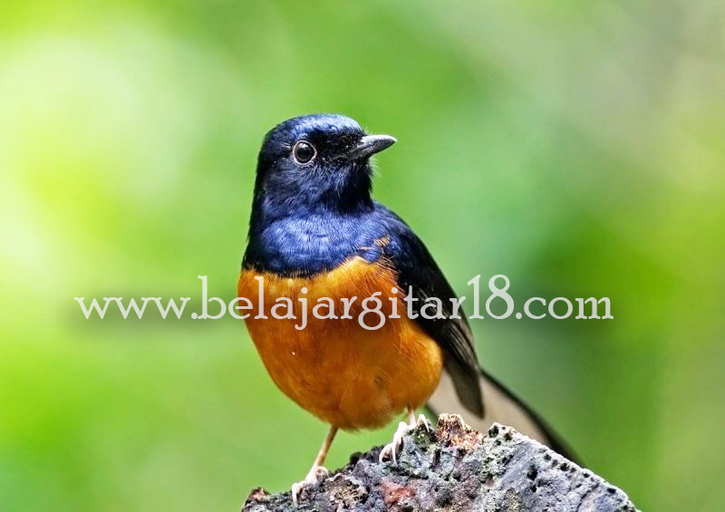 26 Jenis Burung Kicau Dan Namanya Lengkap Belajargitar18