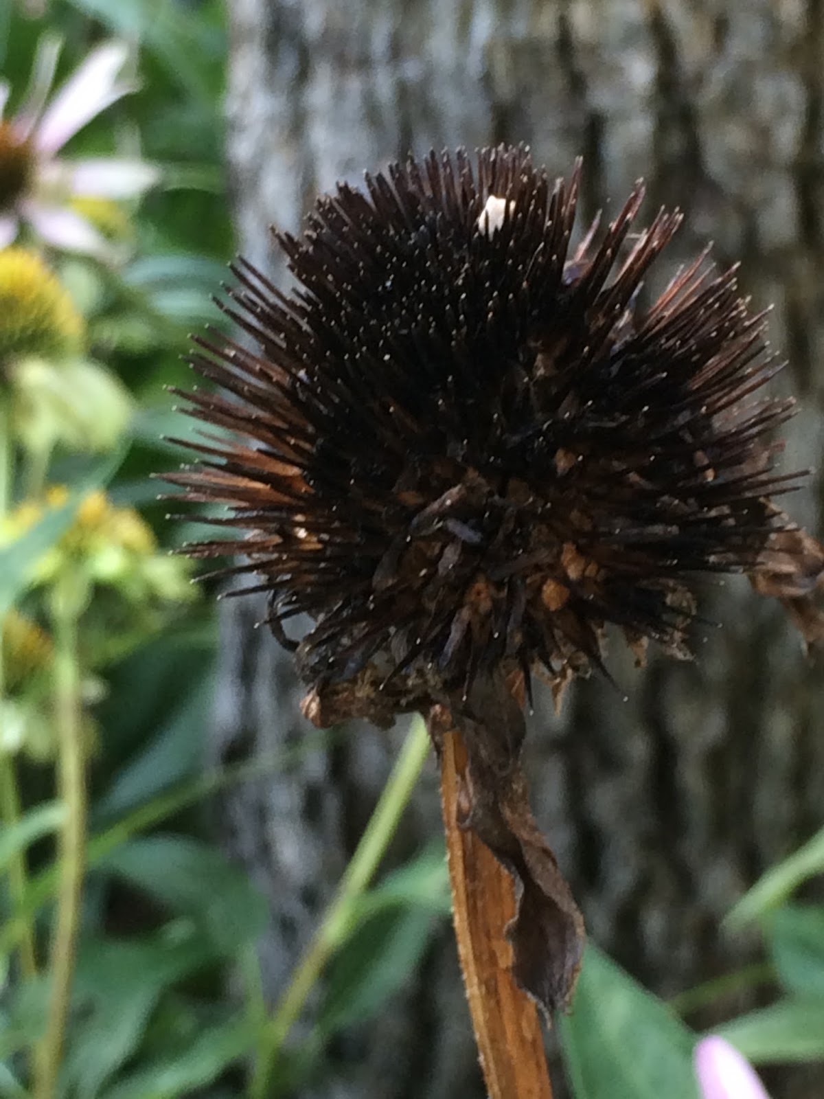 The Stylish Garden How to Spread the Love of Your Echinacea Purple Coneflower Plants