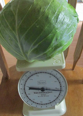 Cabbage on a scale 