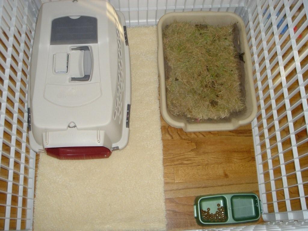 Puppy and Small Dog Crate Training Set up