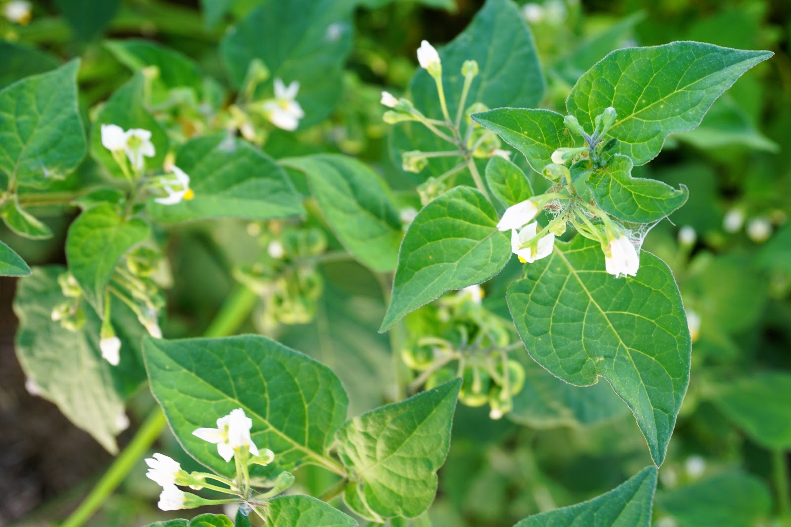 Plantas de Huerta Otea, Salamanca Hierba mora, tomatillo del diablo