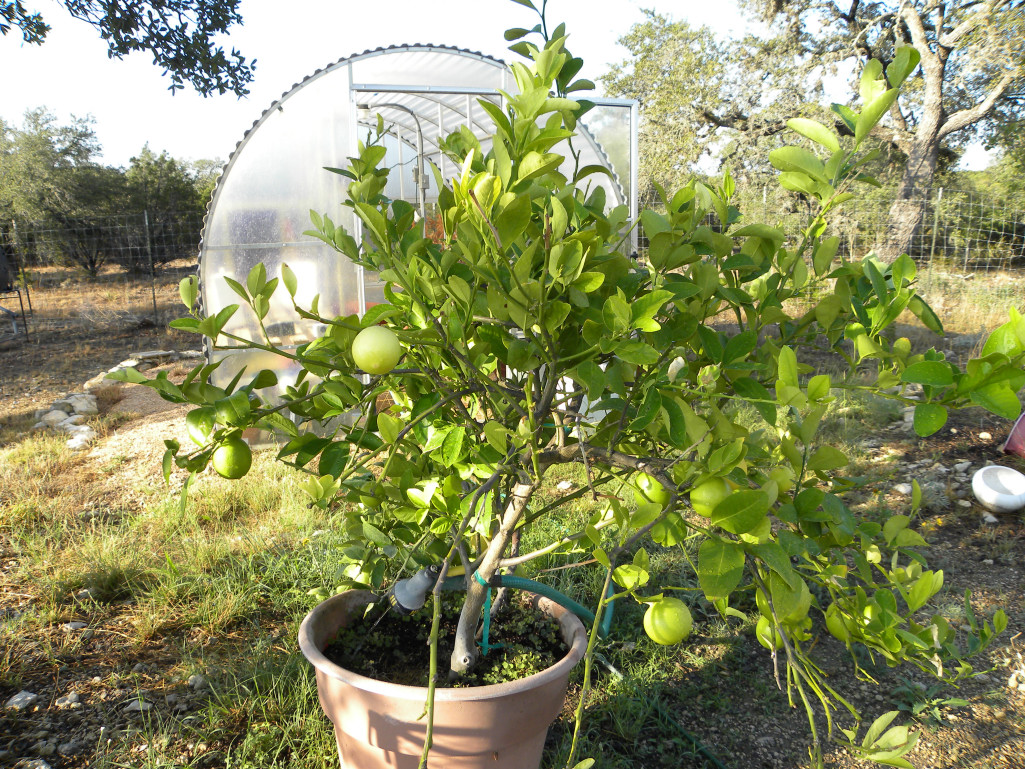 Diane's Texas Garden Lemon Tree