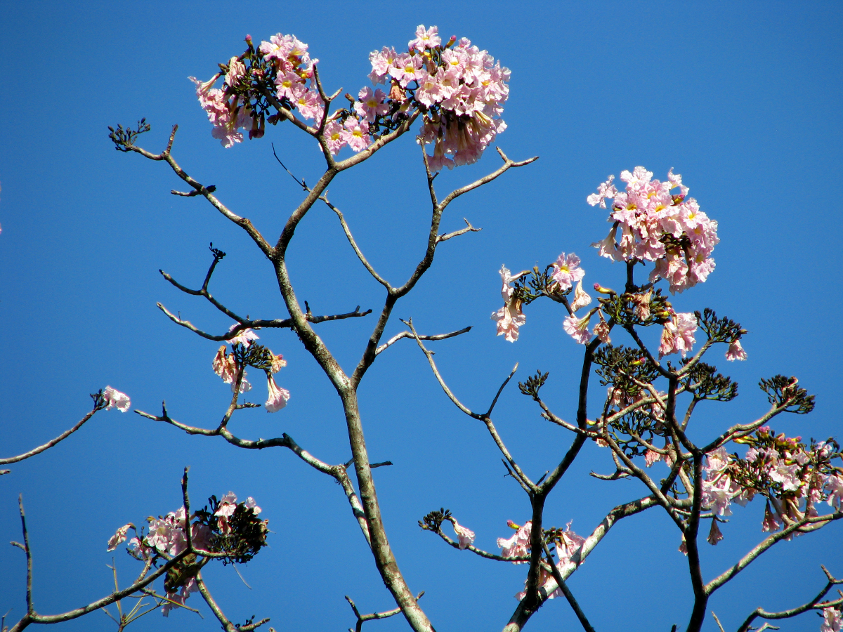 Pink Trumpet Tree Flowers