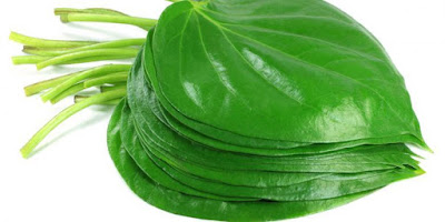 Kegunaan Daun Sirih Untuk Alat Vital Kegunaan Daun Sirih Untuk Alat Vital