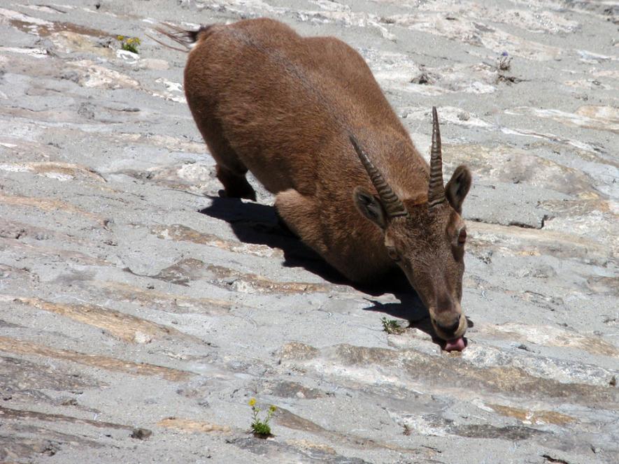 alpine ibex climbing dams