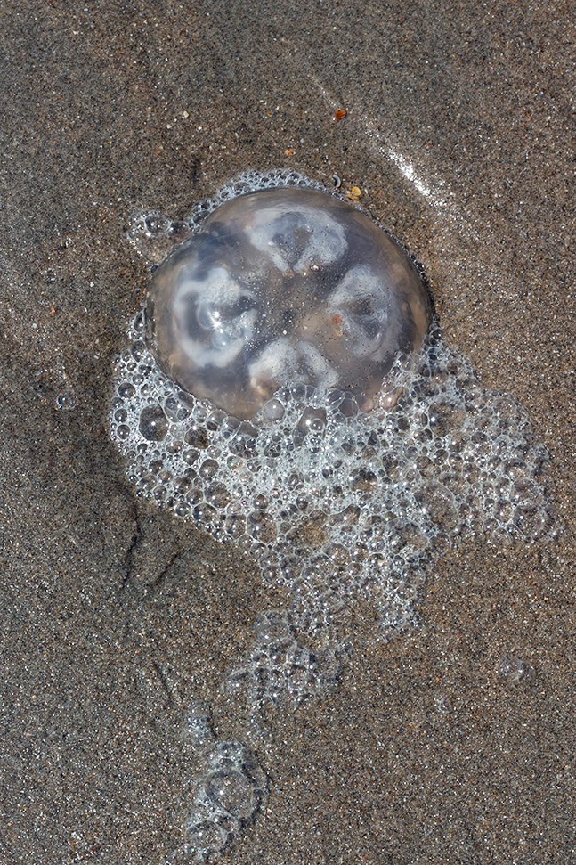 white jellyfish with sea foam