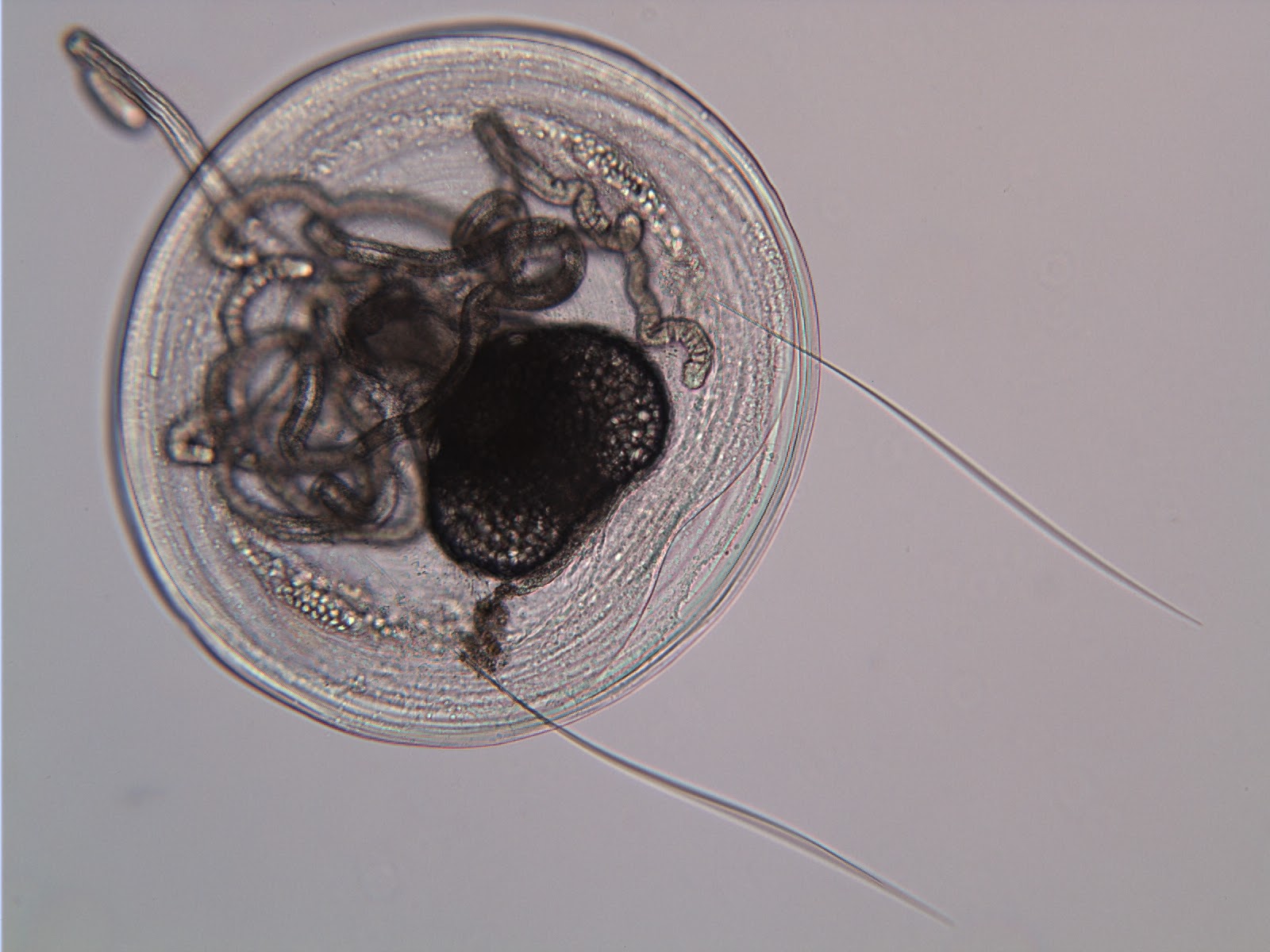 Invertebrate Embryology: Inarticulate Brachiopod Larvae