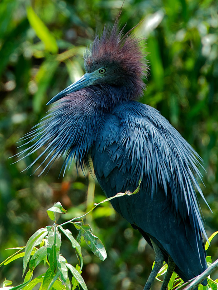 ...and adult Little Blue Heron in full blue plumage is puffed up to a full display of feathers and color.