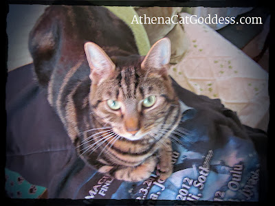 cat sitting on Nightwish hoode
