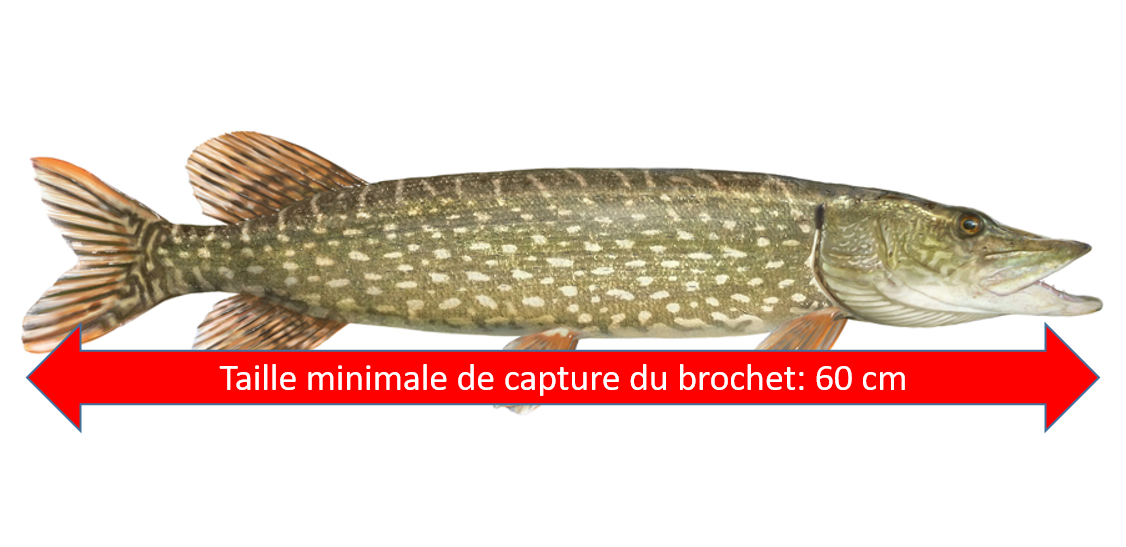 AAPPMA Les Brochetons d'Illiers Tailles légales de capture et quotas