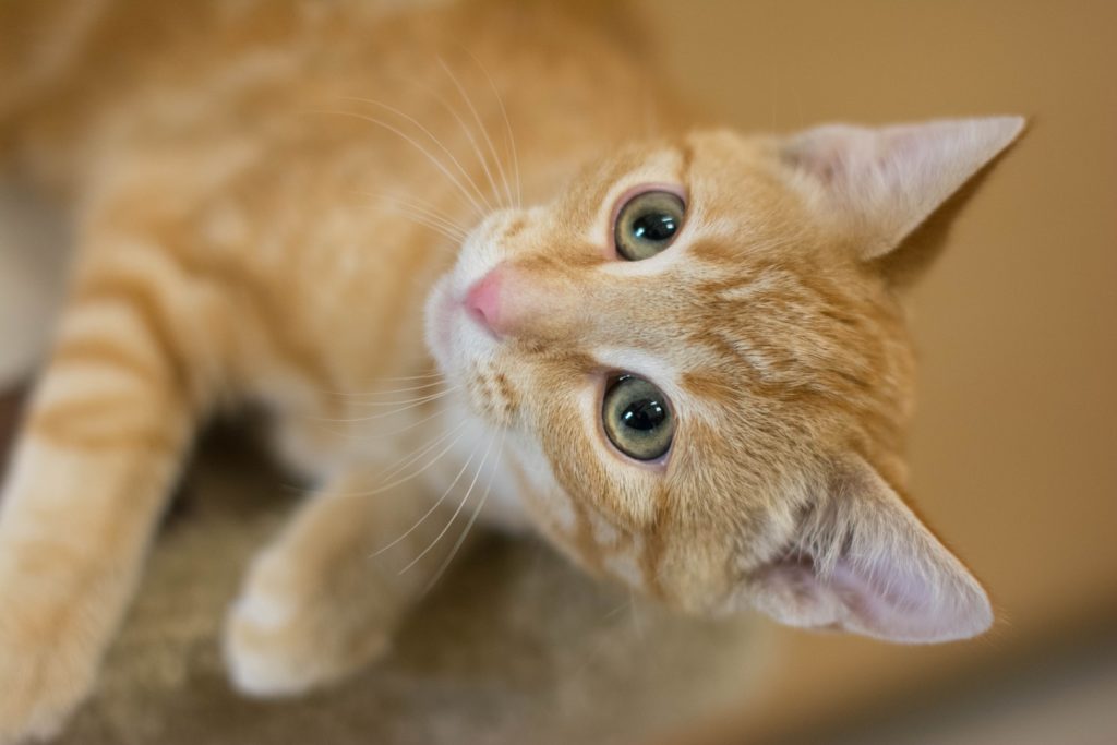 Over grooming in Cats and What It Means and How to Stop it