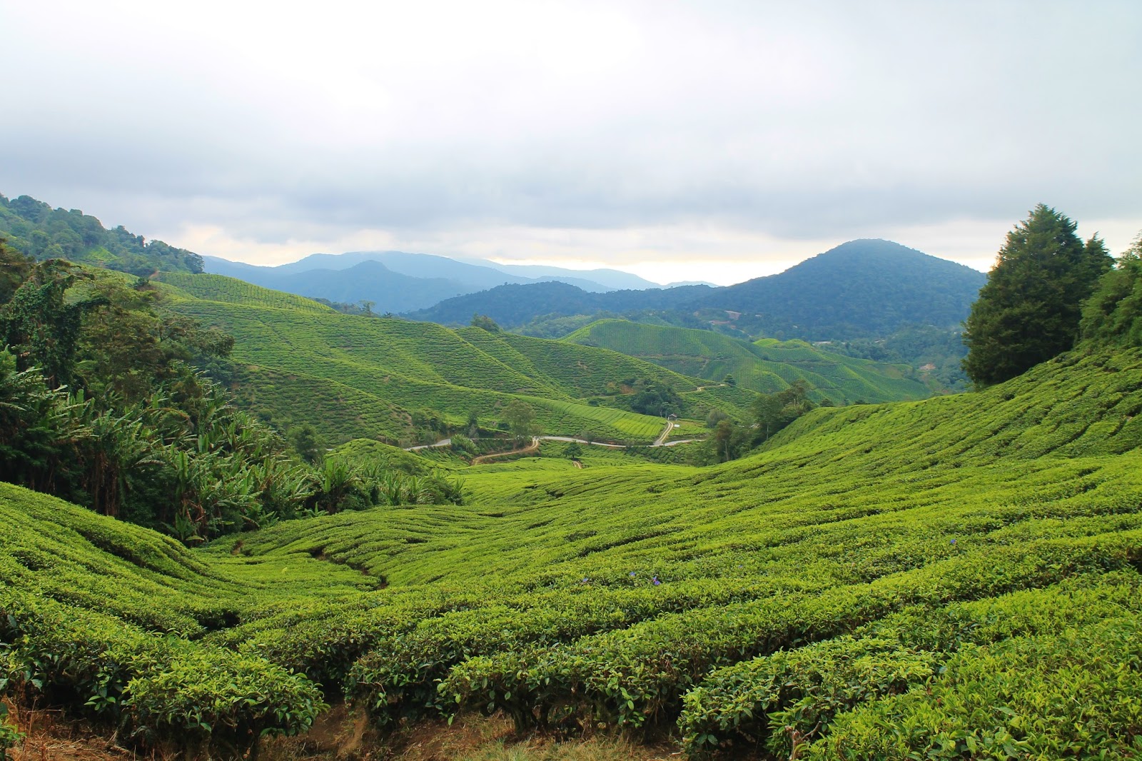 Life of Libby Travel & Lifestyle Visiting The Cameron Highlands