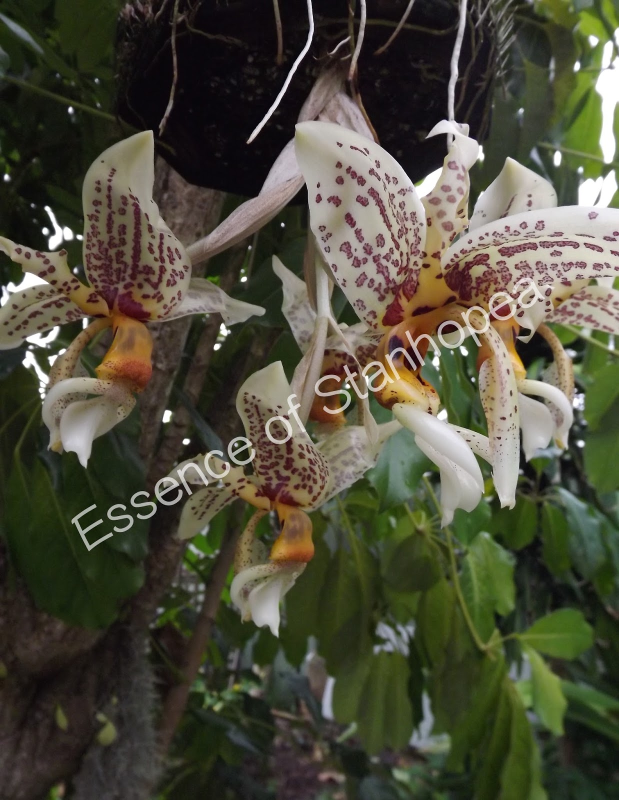 Essence of Stanhopea Late flowering stanhopea orchids