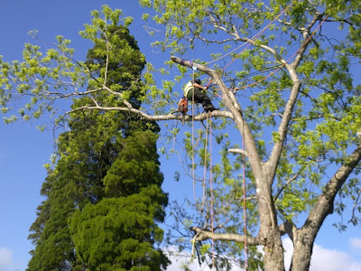 Tree Surgery Lake Macquarie Tree-Surgery-Lake-Macquarie