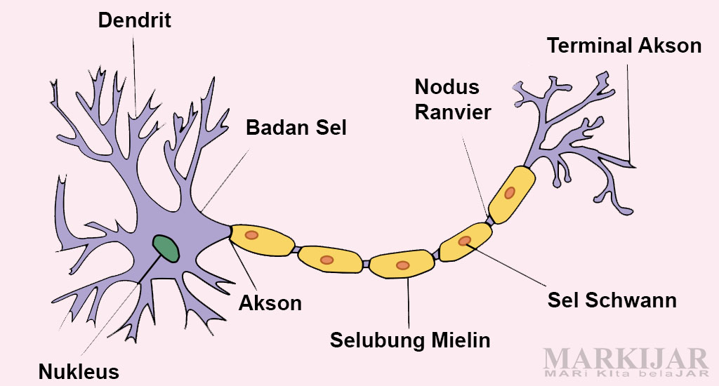 Sel sel penyusun sistem saraf manusia disebut