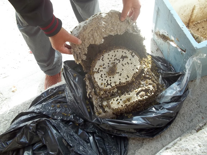 MAHMUDİYE ARICILIK: Ekim 2012