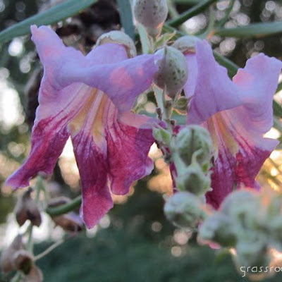 Bignoniaceae Family