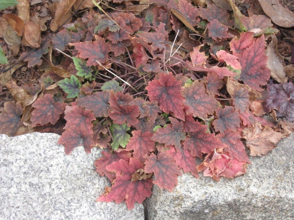 Fifty shades of green Tiarella 'Pirate's Patch'