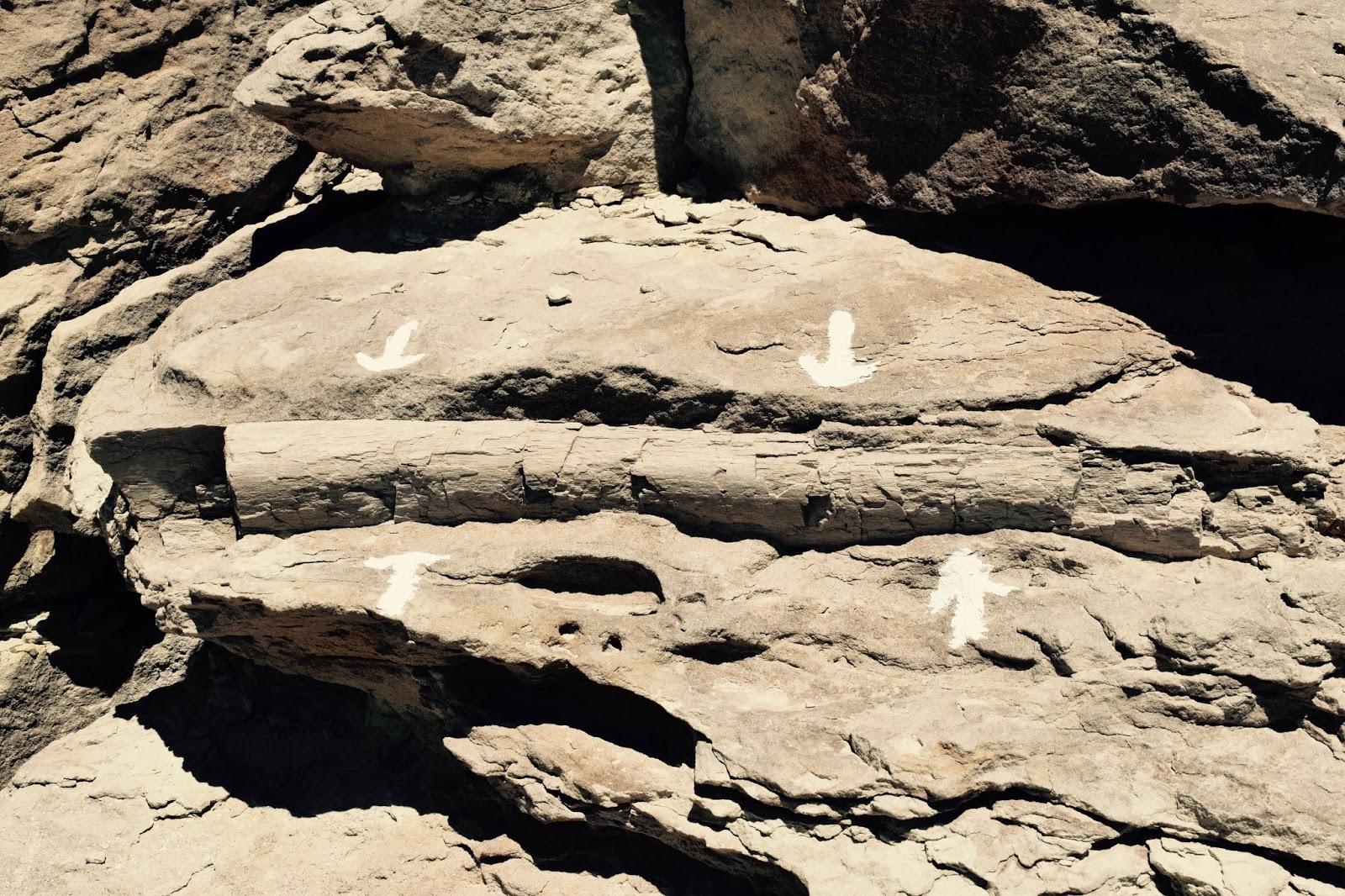 Shanna's Adventures ClevelandLloyd Dinosaur Quarry