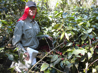 Voluntiring a coffee farm