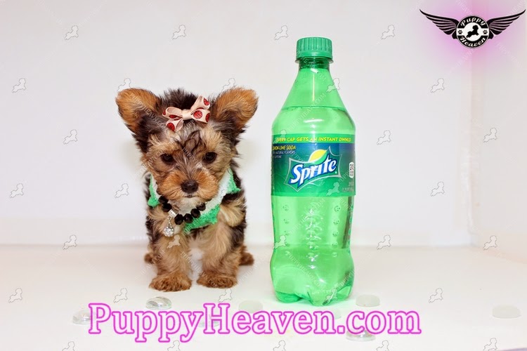 Puppies For Sale In Orange County Tiny Teacup & Toy Puppies For Sale