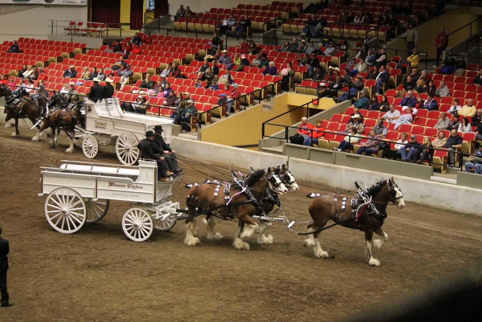 World Clydesdale Show Unicorn and Four Horse Hitch from last night