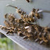 Advierten extinción de especies de abejas