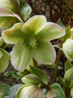 Ivory Prince Hellebore spring flowers by garden muses-not another Toronto gardening blog Ivory Prince Hellebore spring flowers by garden muses-not another Toronto gardening blog