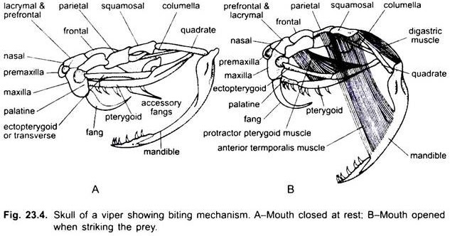Biting mechanism of snake ~ Zoology-NETWORK