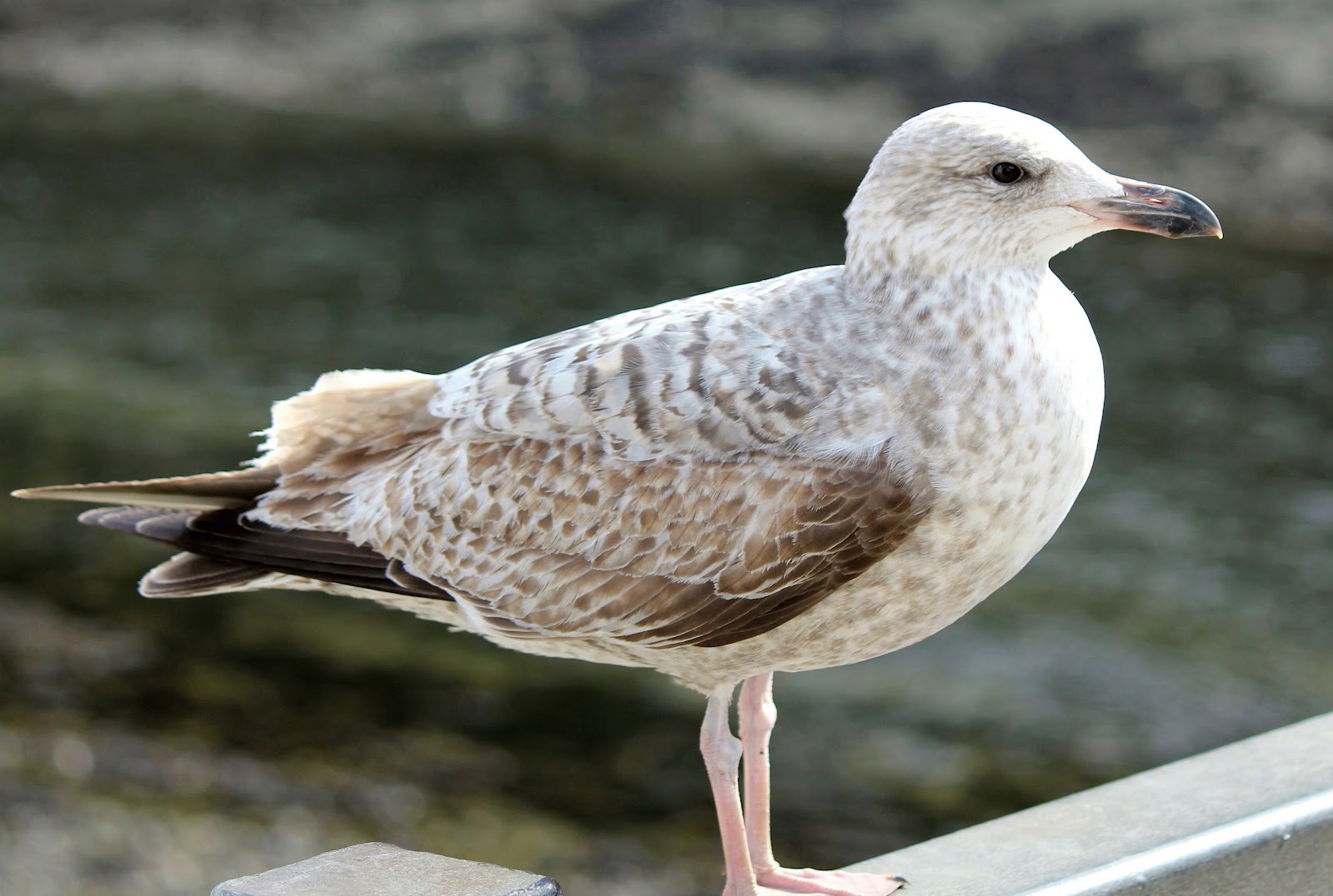 My photo's taken in and around the Forest of Dean A YOUNG HERRING GULL