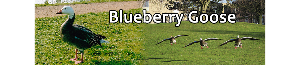 Blueberry Goose